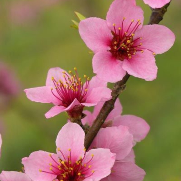 peachblossom25